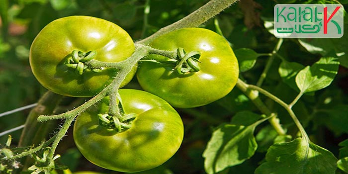 مشخصات گوجه فرنگی سبز