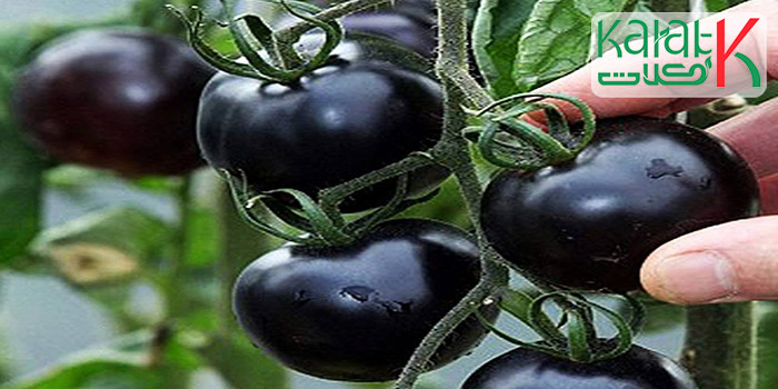 موارد استفاده از گوجه فرنگی سیاه