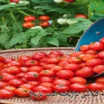 بالاخره گوجه گیلاسی تراریخته است یا نه؟