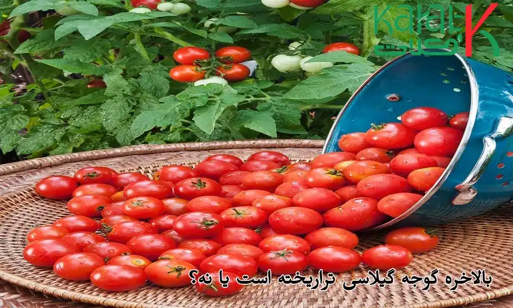 بالاخره گوجه گیلاسی تراریخته است یا نه؟