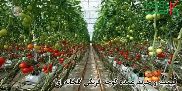 قیمت و خرید عمده گوجه فرنگی گلخانه ای